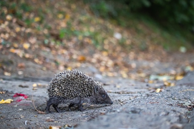 的关键投篮 的关键投篮