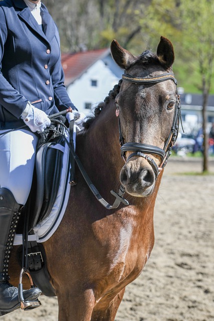 亚区小组赛 亚区小组赛