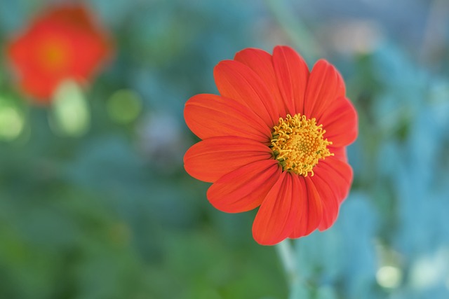 范佩西等纷 范佩西等纷