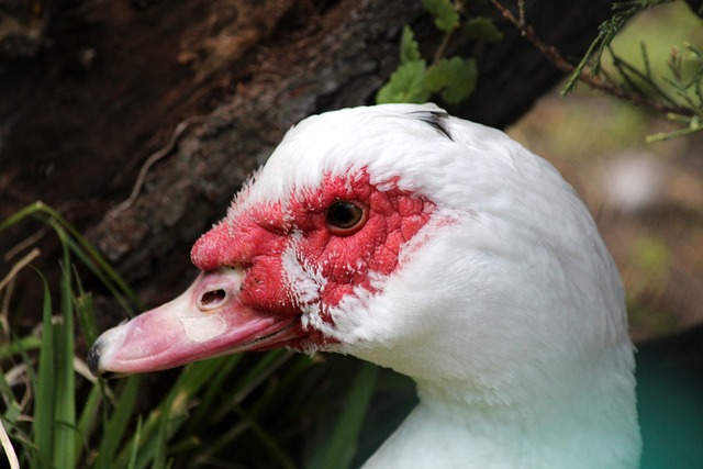 还能加速年 还能加速年